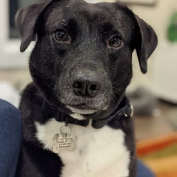 Maisey the Dog